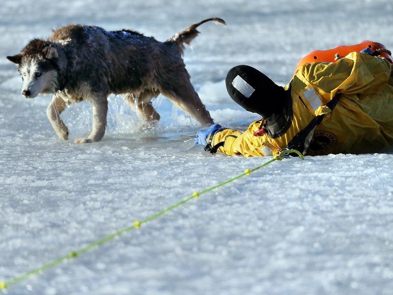 Собака спасатель зимой на льду